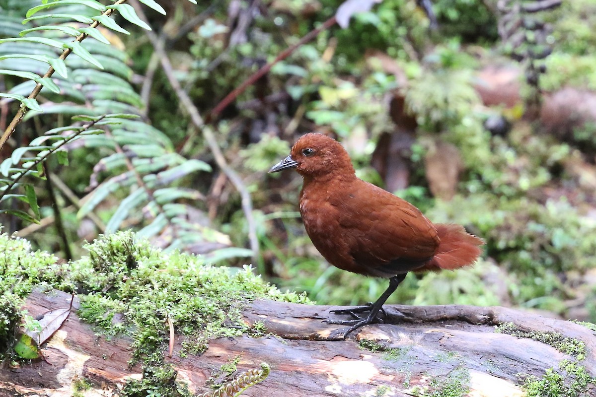 Chestnut Forest Rail - ML204543601