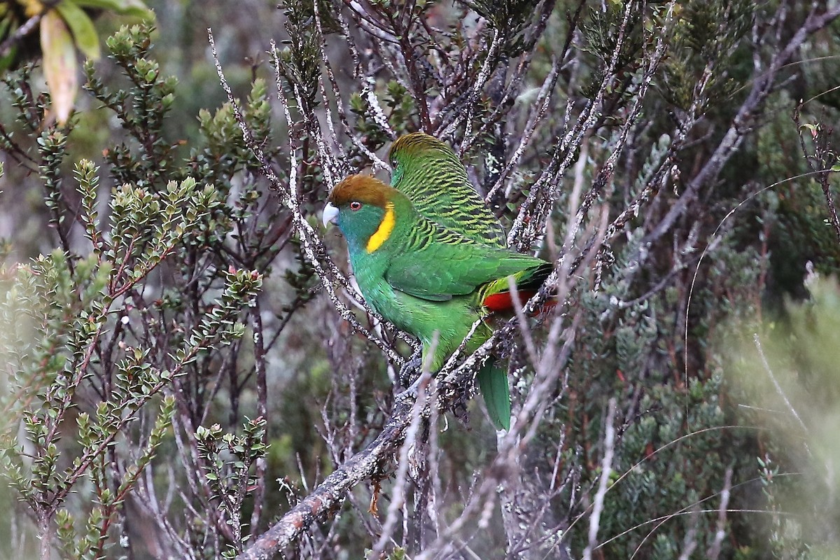 Painted Tiger-Parrot (Snow Mountains) - ML204543641