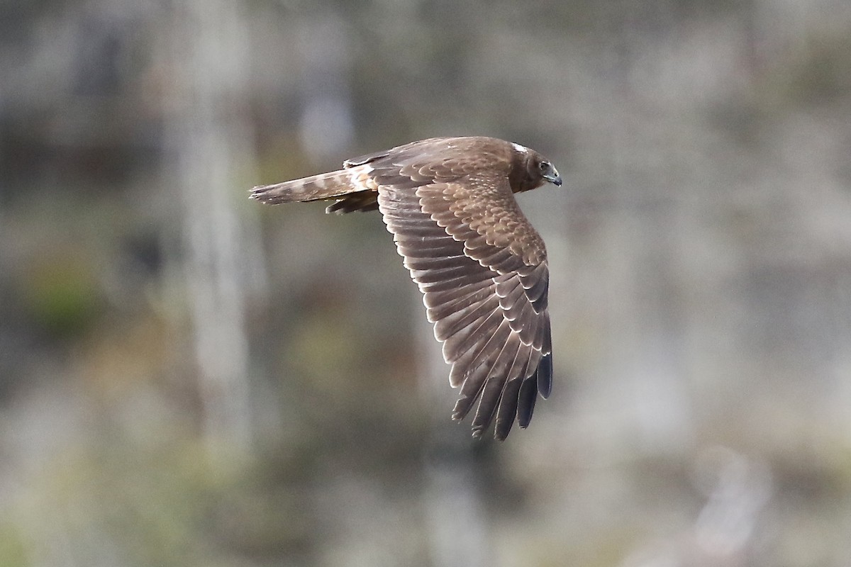 Papuan Harrier - ML204543671