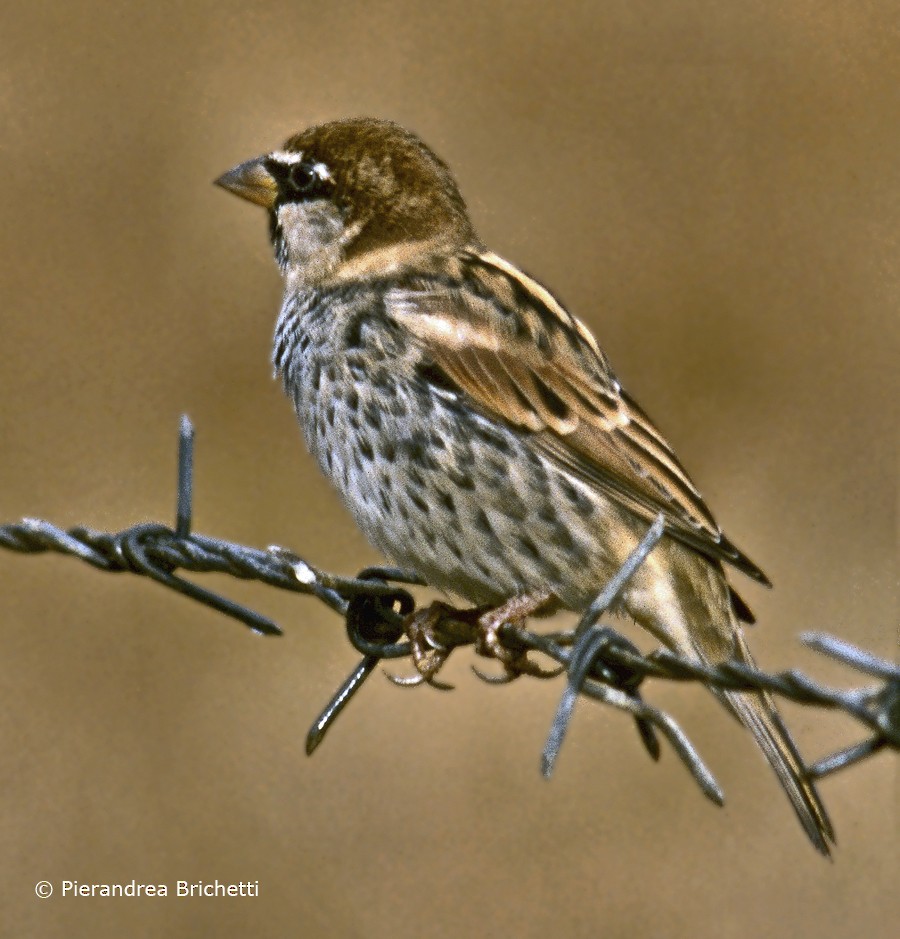 Spanish Sparrow - ML204544231