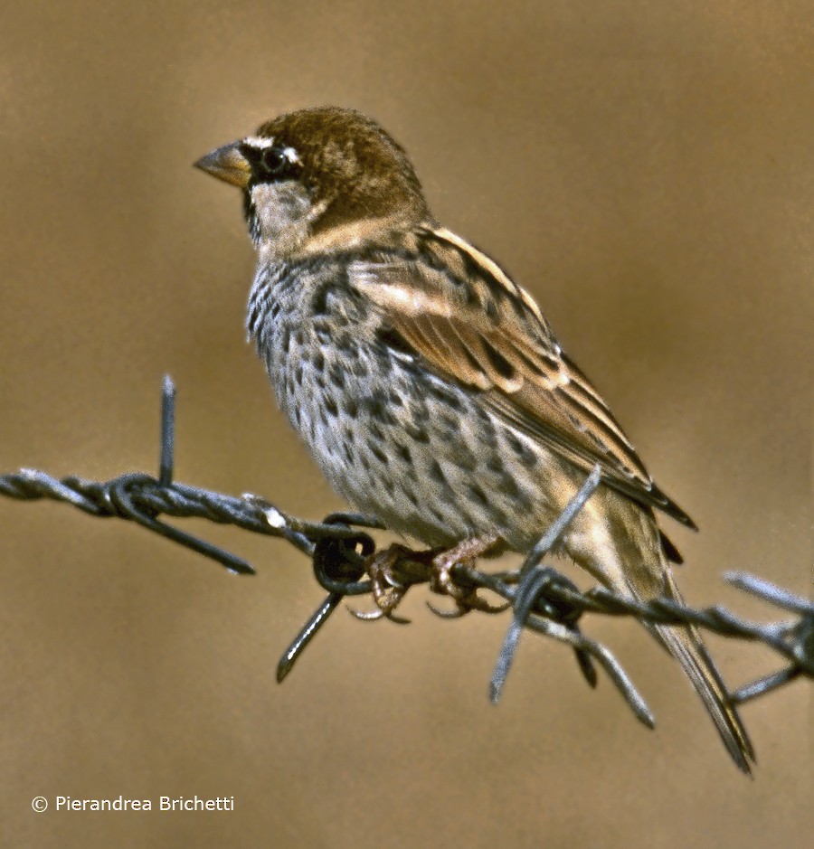 Spanish Sparrow - ML204544231