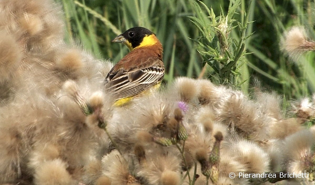 Black-headed Bunting - ML204544281
