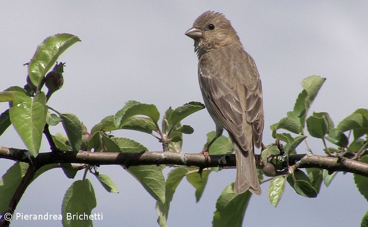 Common Rosefinch - Pierandrea Brichetti