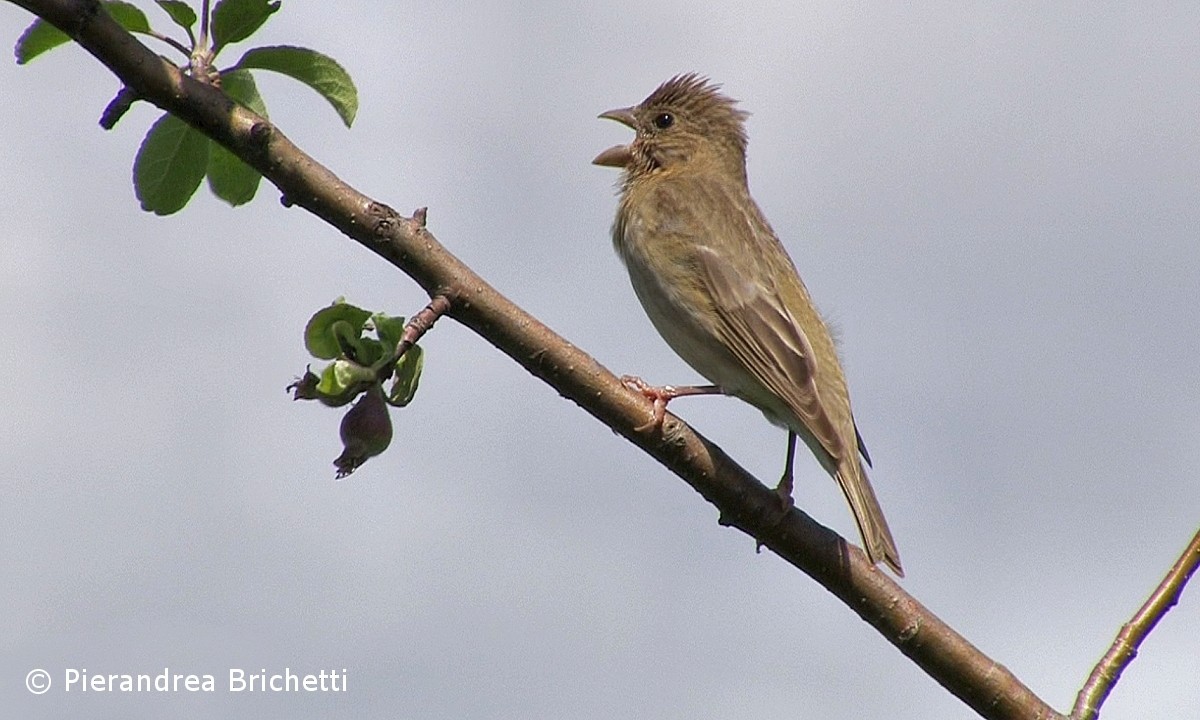 Common Rosefinch - ML204544321