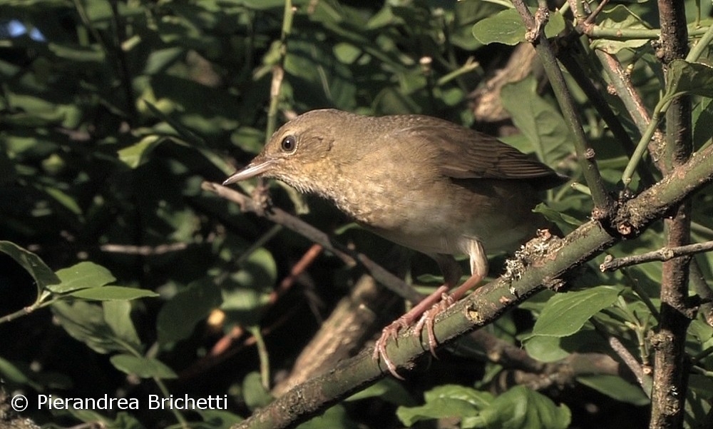 River Warbler - ML204544341