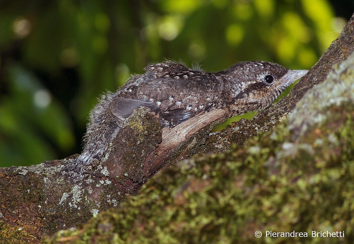 Eurasian Wryneck - Pierandrea Brichetti