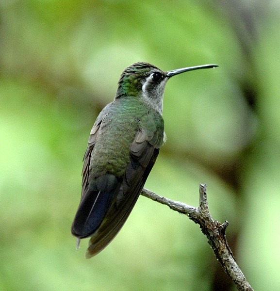 kolibřík blankytohrdlý - ML204544631