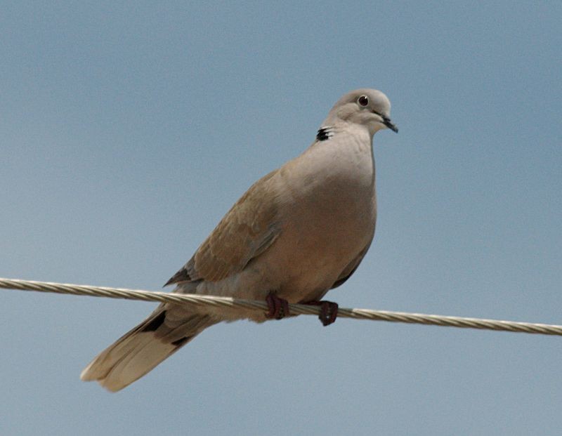 Eurasian Collared-Dove - ML204544921