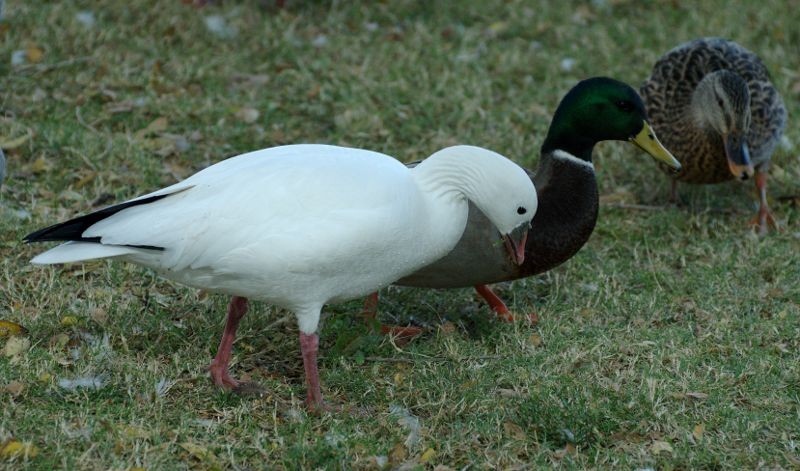 Ross's Goose - Erik Breden