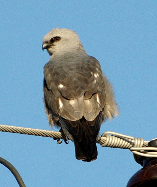 Mississippi Kite - Erik Breden