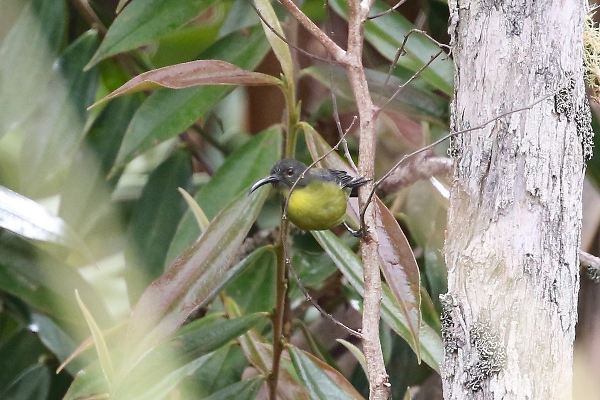 Slaty-chinned Longbill - ML204545241