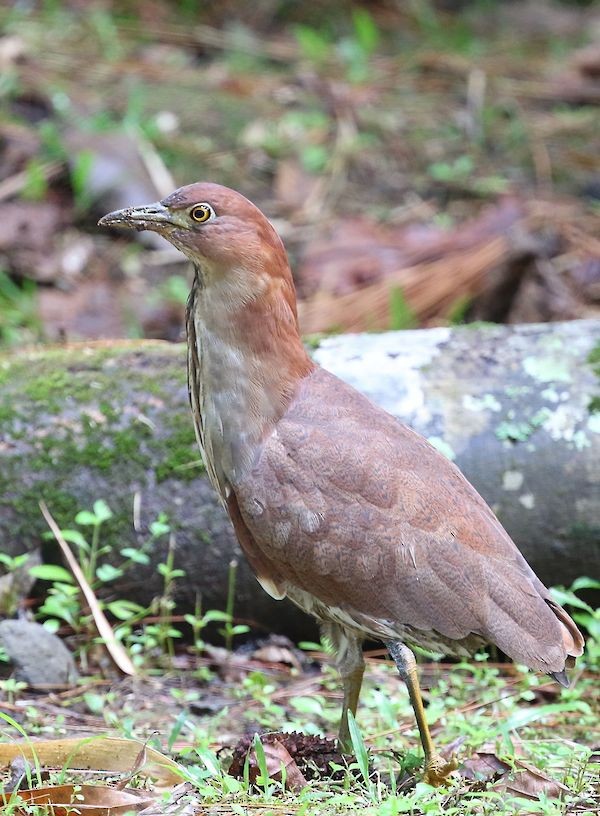 Japanese Night Heron - ML204545311