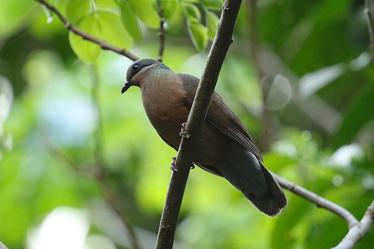 White-eared Brown-Dove (Buff-eared) - ML204545541