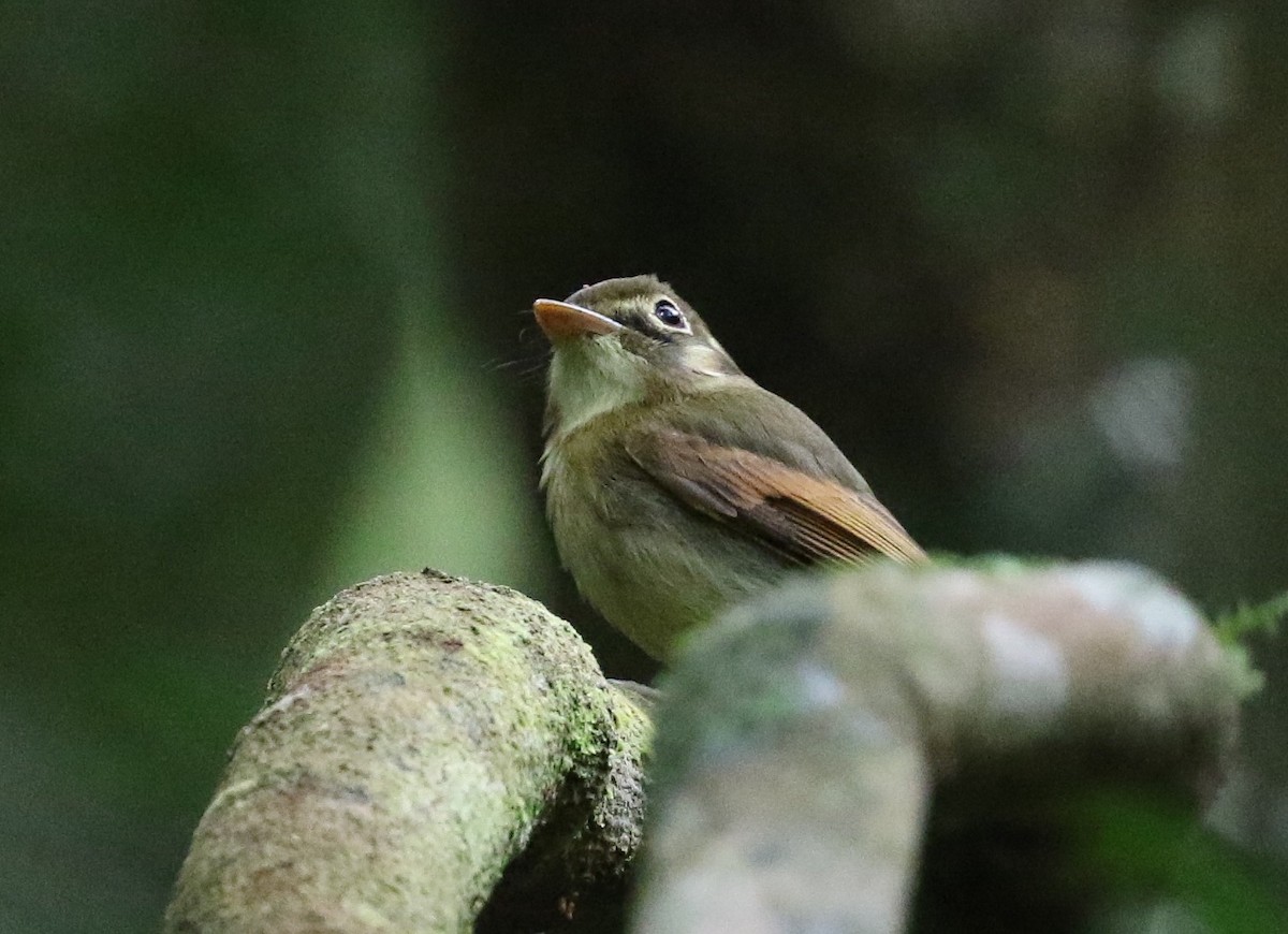 Russet-winged Spadebill - ML204545601