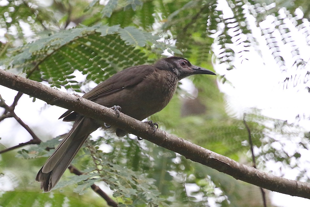 Morotai Friarbird - Mark Sutton