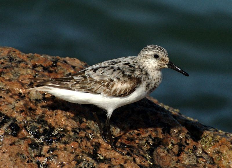 Sanderling - Erik Breden