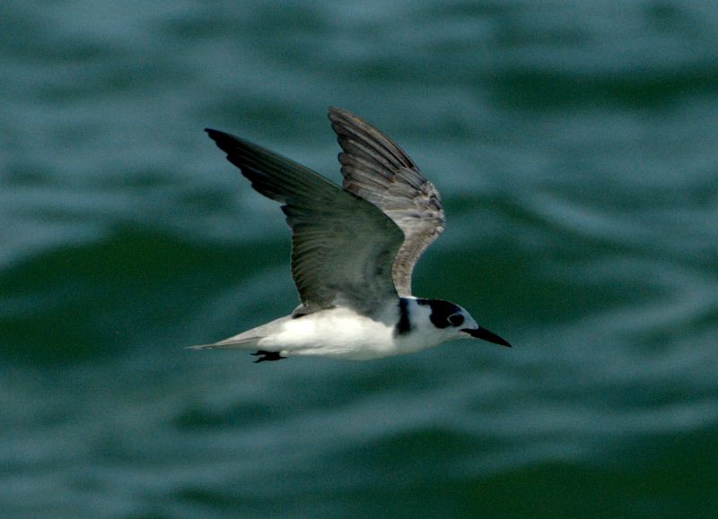 Black Tern - ML204547061