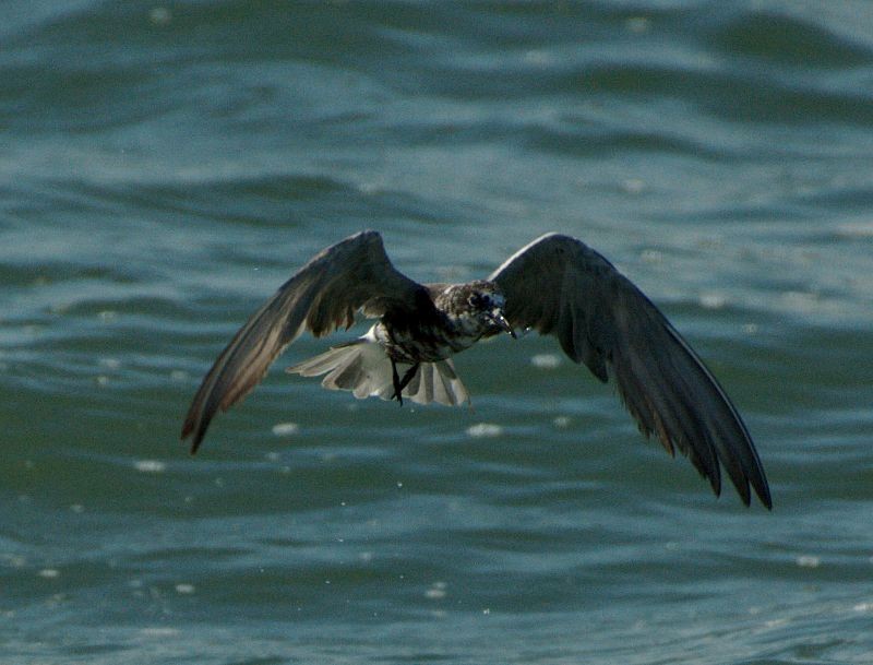 Black Tern - ML204547071