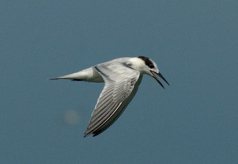 Common Tern - ML204547101