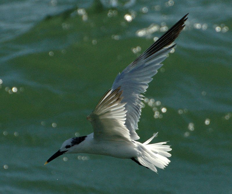 Sandwich Tern - Erik Breden