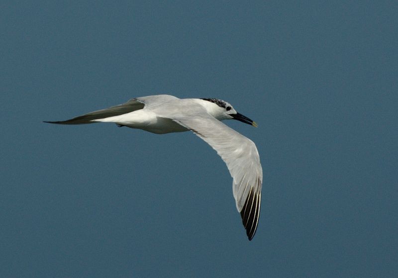 Sandwich Tern (Cabot's) - ML204547131