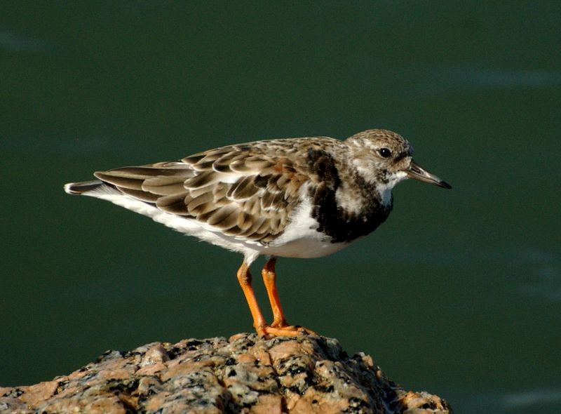 Ruddy Turnstone - ML204547141