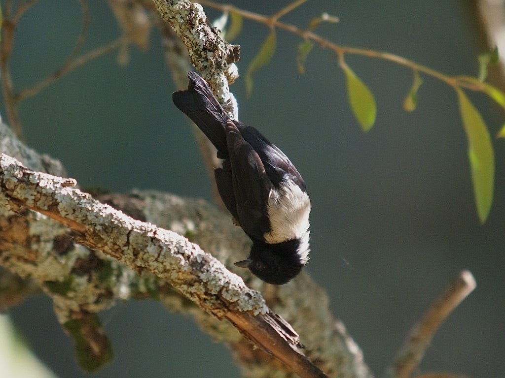 White-backed Black-Tit - ML204547261