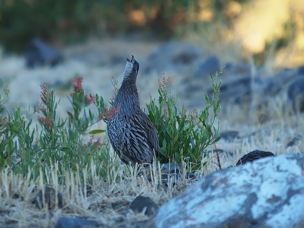 Francolin d'Erckel - ML204547271