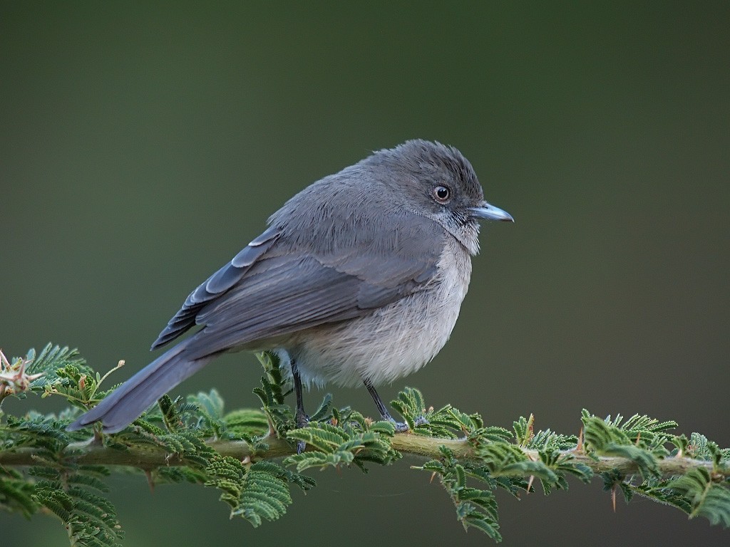 Abyssinian Slaty-Flycatcher - ML204547281