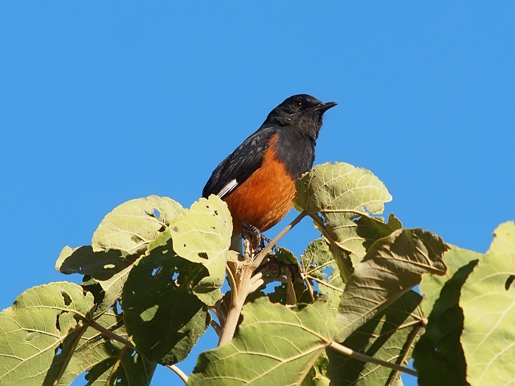 White-winged Cliff-Chat - ML204547321