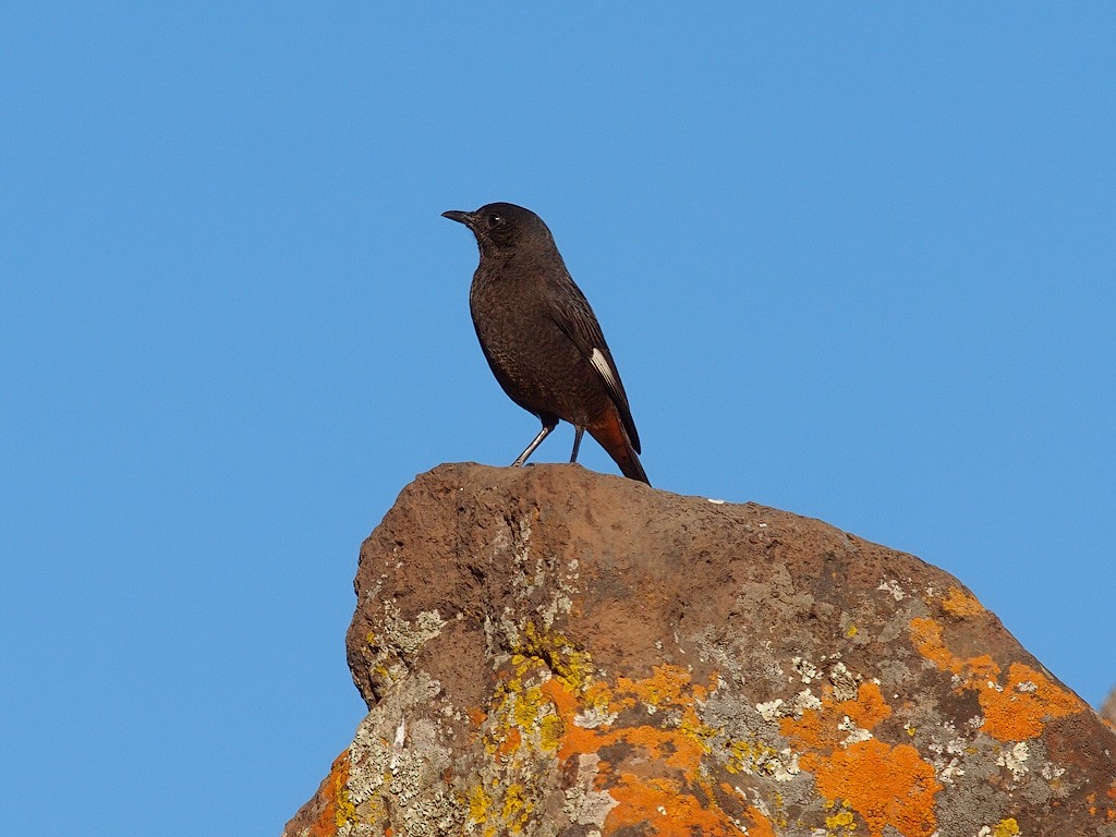 Камінчак білокрилий - ML204547331