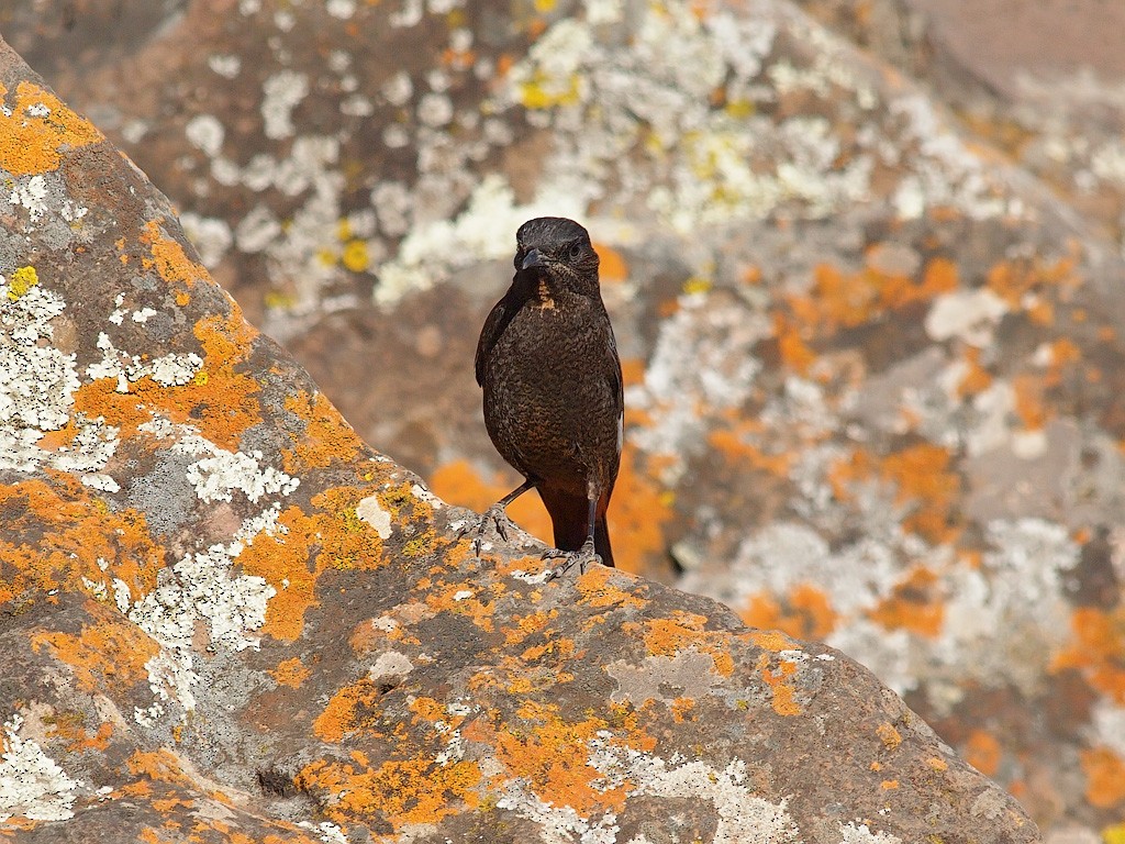 White-winged Cliff-Chat - ML204547341