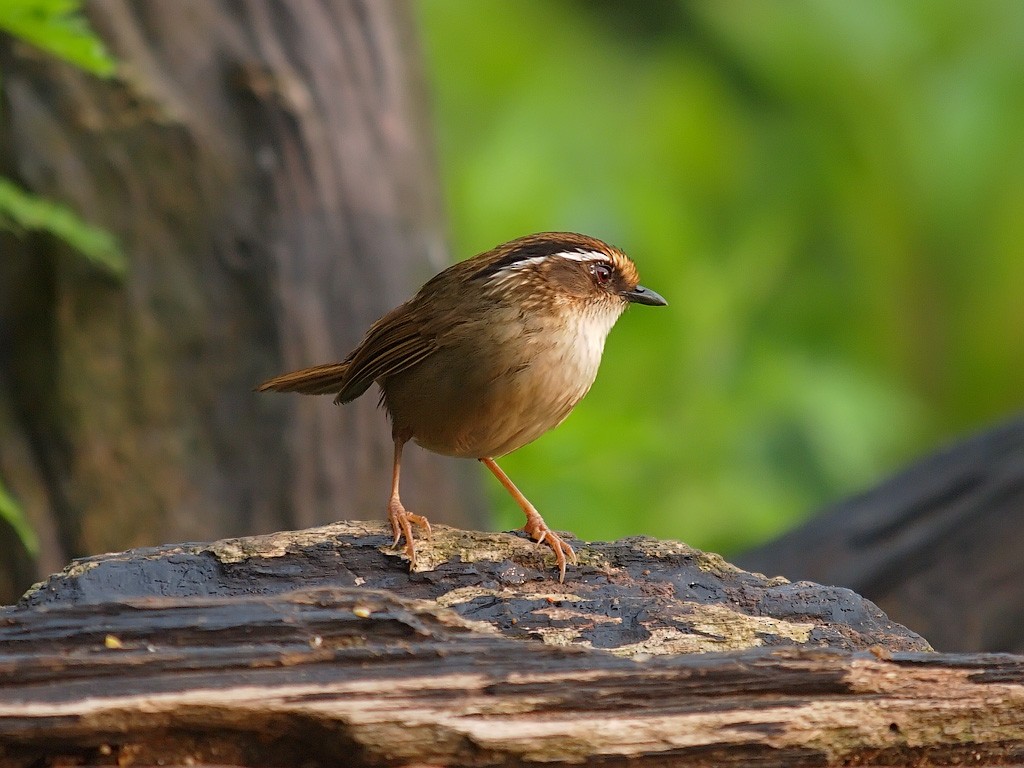 Rusty-capped Fulvetta - ML204547411