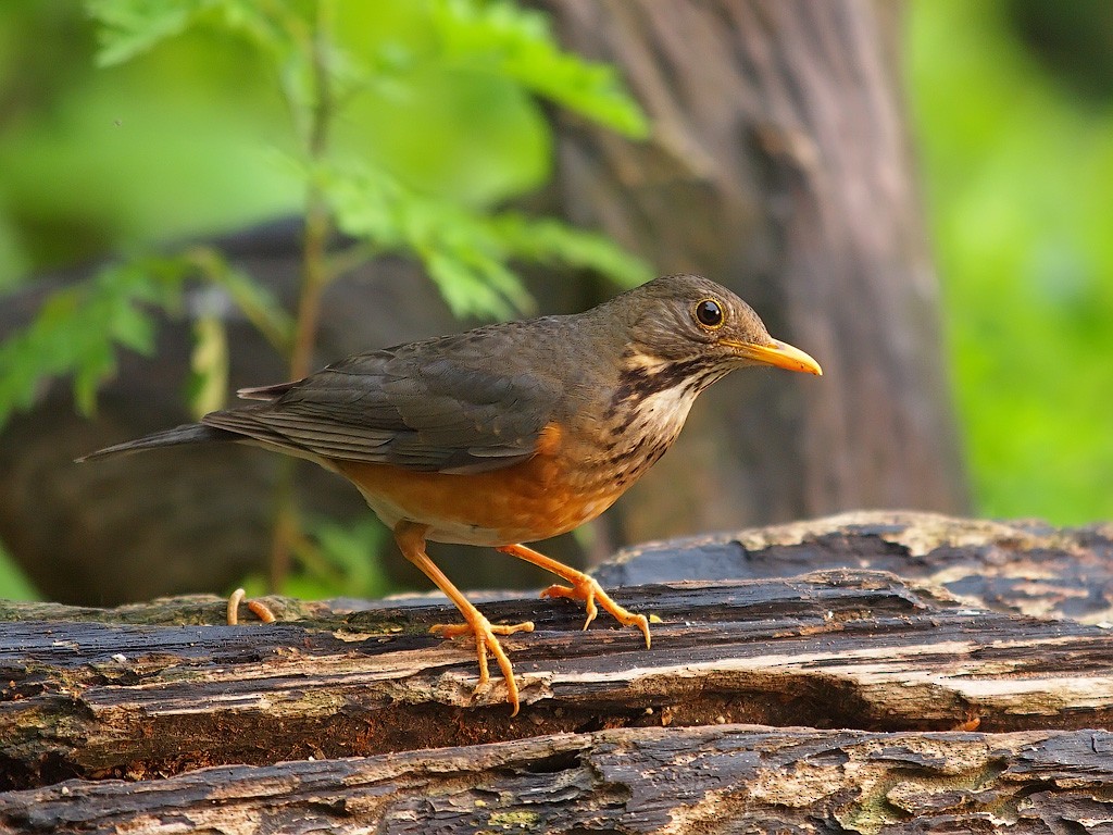 Black-breasted Thrush - ML204547421