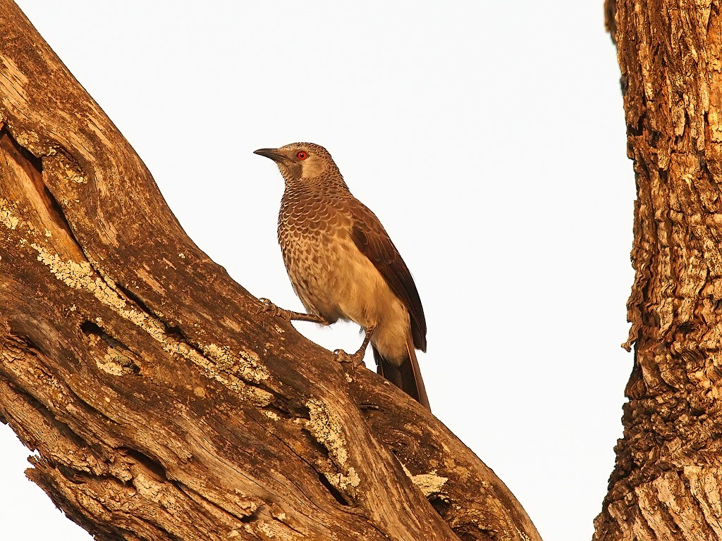 White-rumped Babbler - Oleg Chernyshov