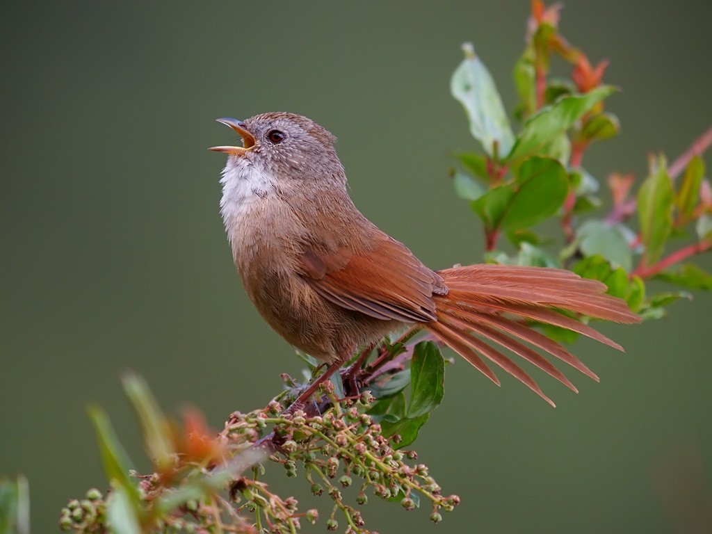 Rufous-tailed Babbler - ML204547531