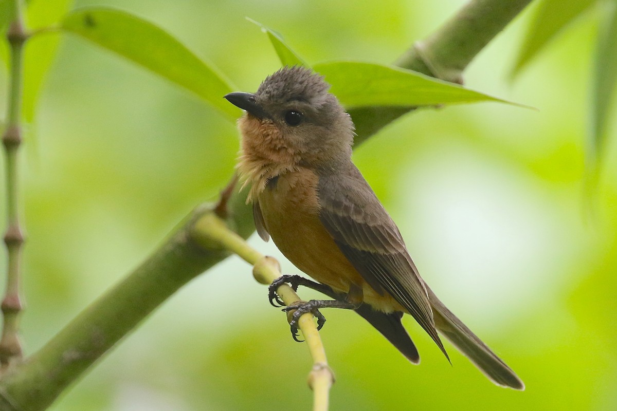 Drab Whistler (Cinnamon-breasted) - Mark Sutton