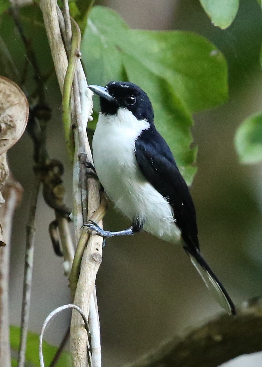 Black-chinned Monarch - ML204547571