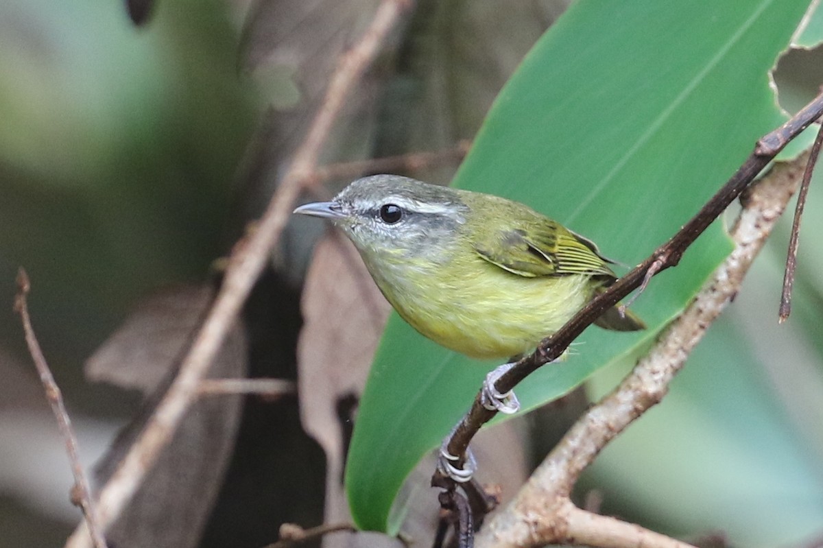 Island Leaf Warbler (Bacan) - Mark Sutton