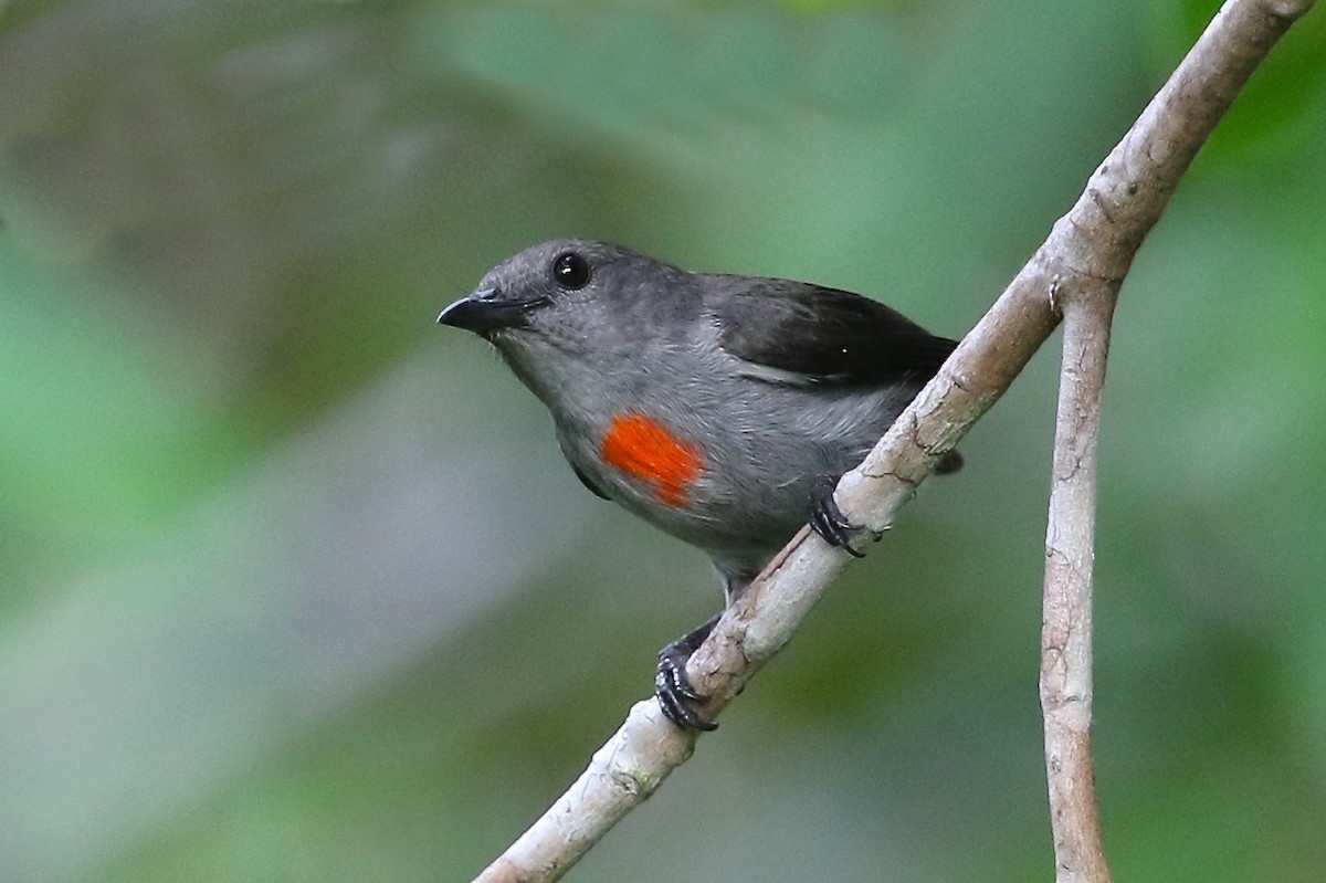 Ashy Flowerpecker - ML204547641