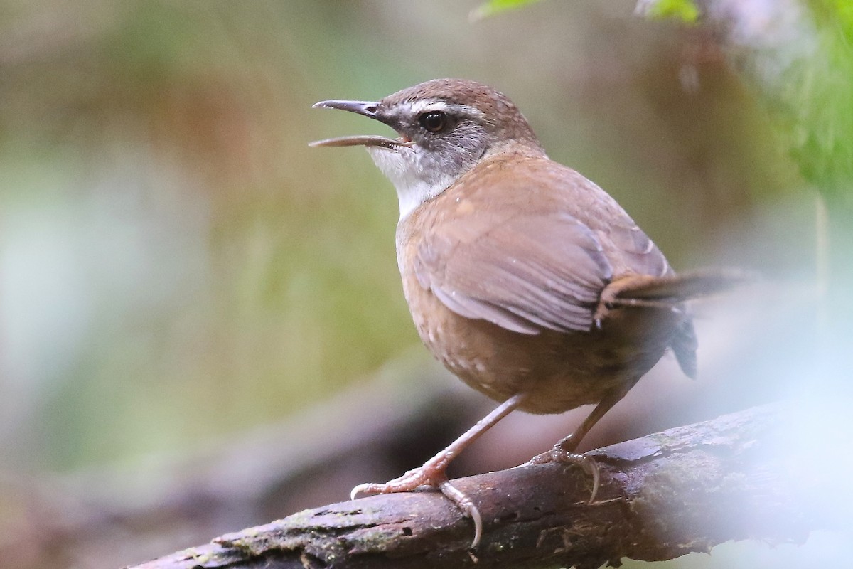 Buru Bush Warbler - ML204547681