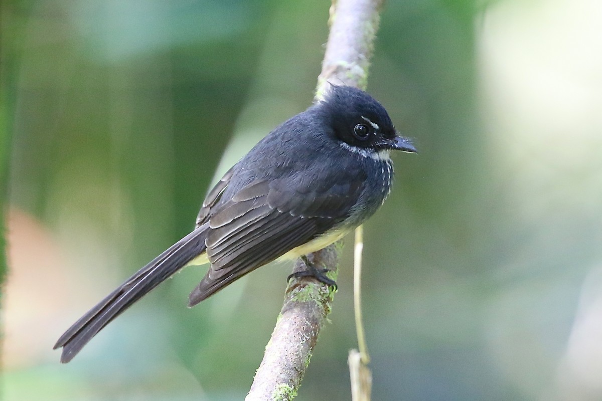 Northern Fantail (Buru) - Mark Sutton