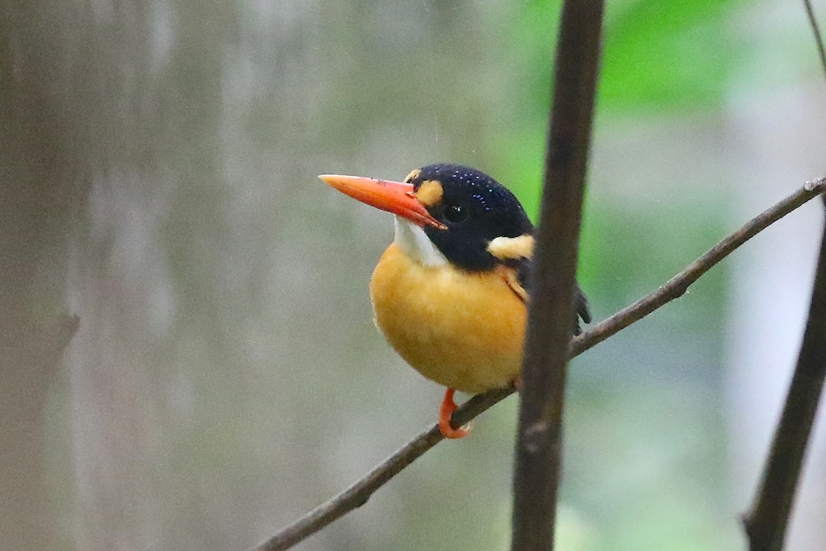 Buru Dwarf-Kingfisher - Mark Sutton