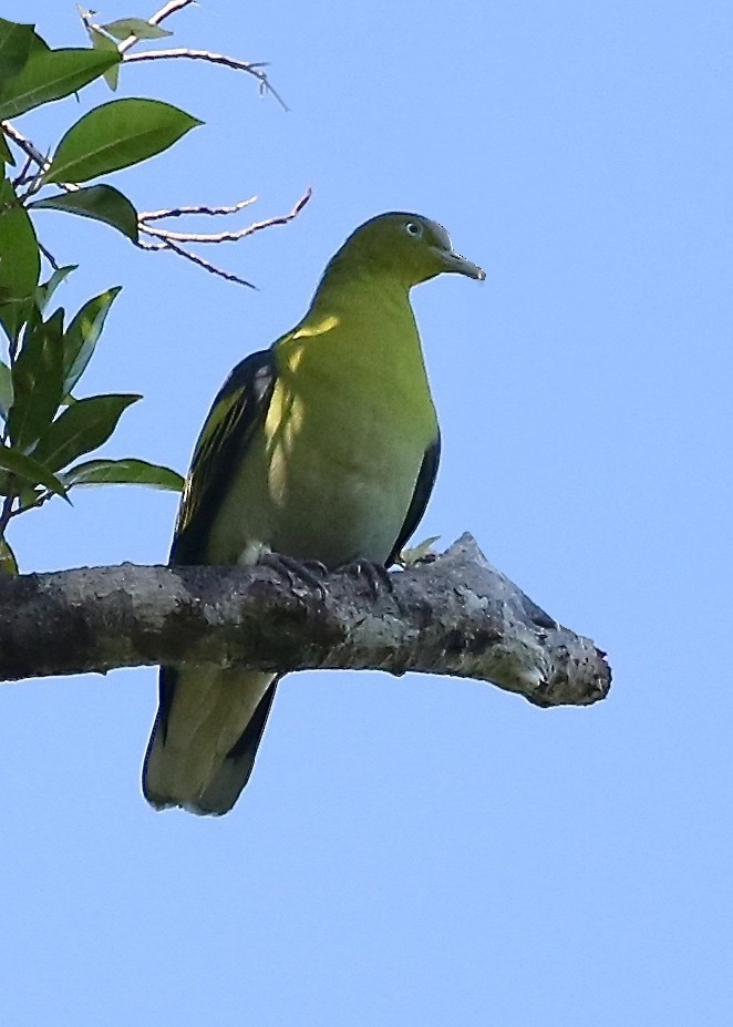 Буруанский зеленый голубь - ML204547721