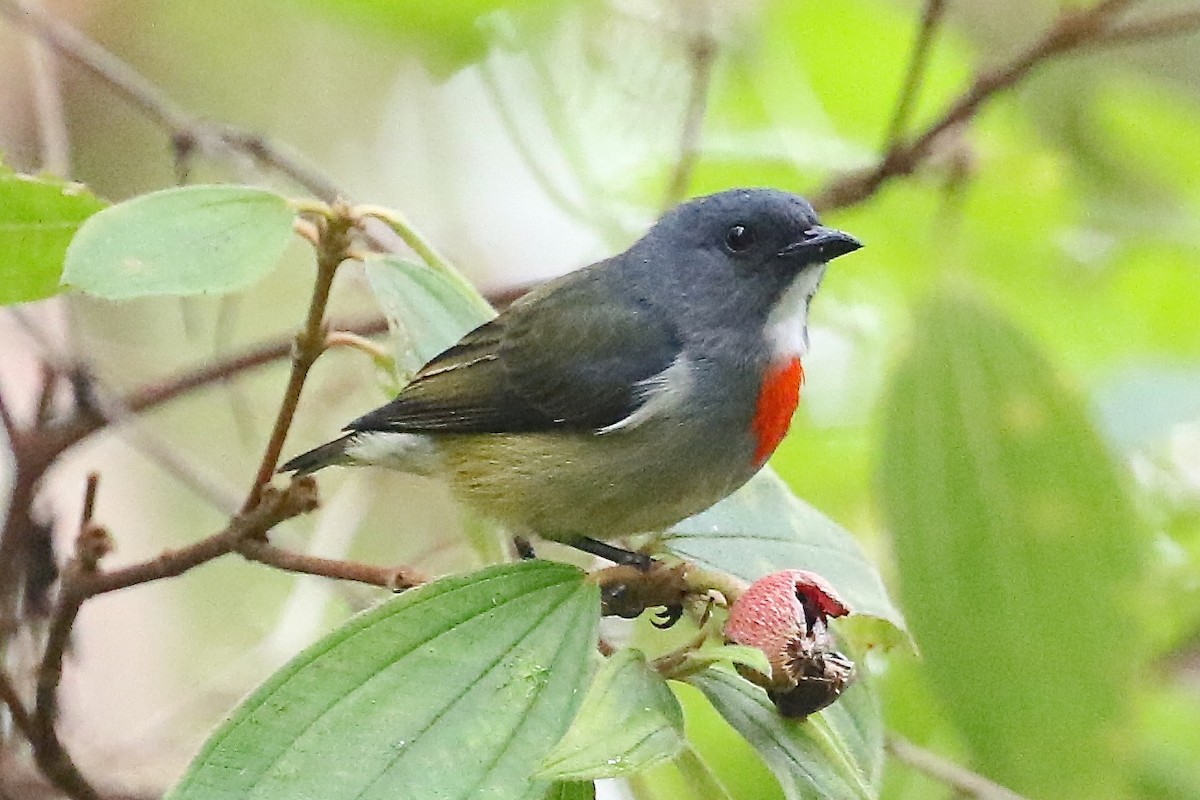 Buru Flowerpecker - Mark Sutton