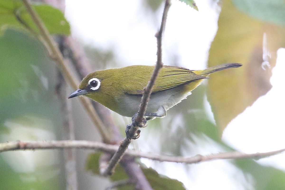 Ambon White-eye - Mark Sutton