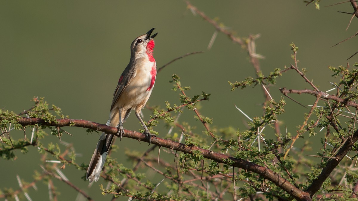 Rosy-patched Bushshrike - Eric van Poppel