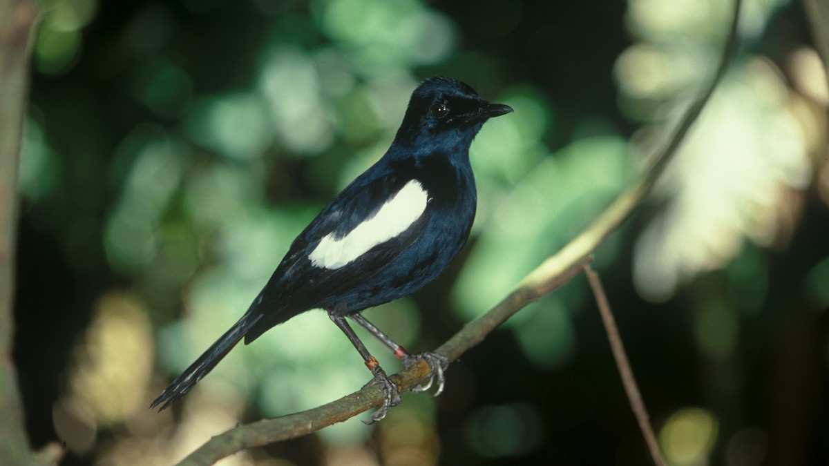 Seychelles Magpie-Robin - ML204548051