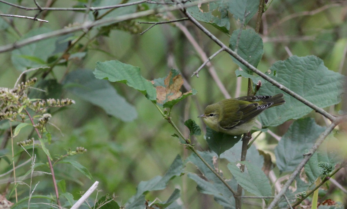 Tennessee Warbler - Jay McGowan