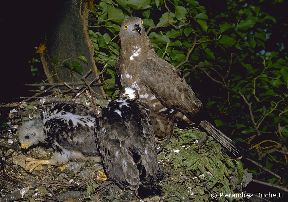 European Honey-buzzard - ML204548831
